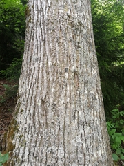 Tilia dasystyla caucasica