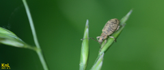 Cyphicerini