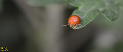 Argopus