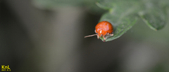 Argopus