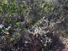 Chresta sphaerocephala