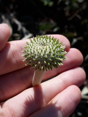 Chresta sphaerocephala