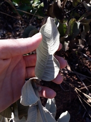Chresta sphaerocephala