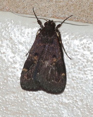 Hydrillodes funestalis