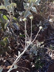 Chresta sphaerocephala