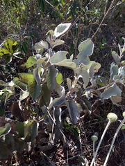 Chresta sphaerocephala