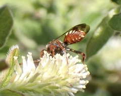 Nomada alboguttata