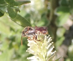 Nomada alboguttata