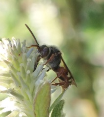 Nomada alboguttata