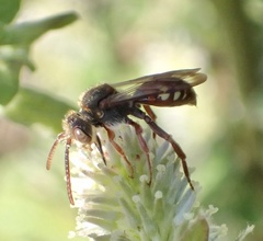 Nomada alboguttata