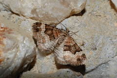 Xanthorhoe biriviata