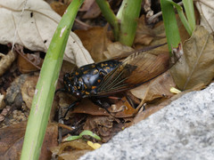 Cryptotympana mandarina