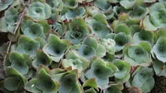 Crassula cremnophila