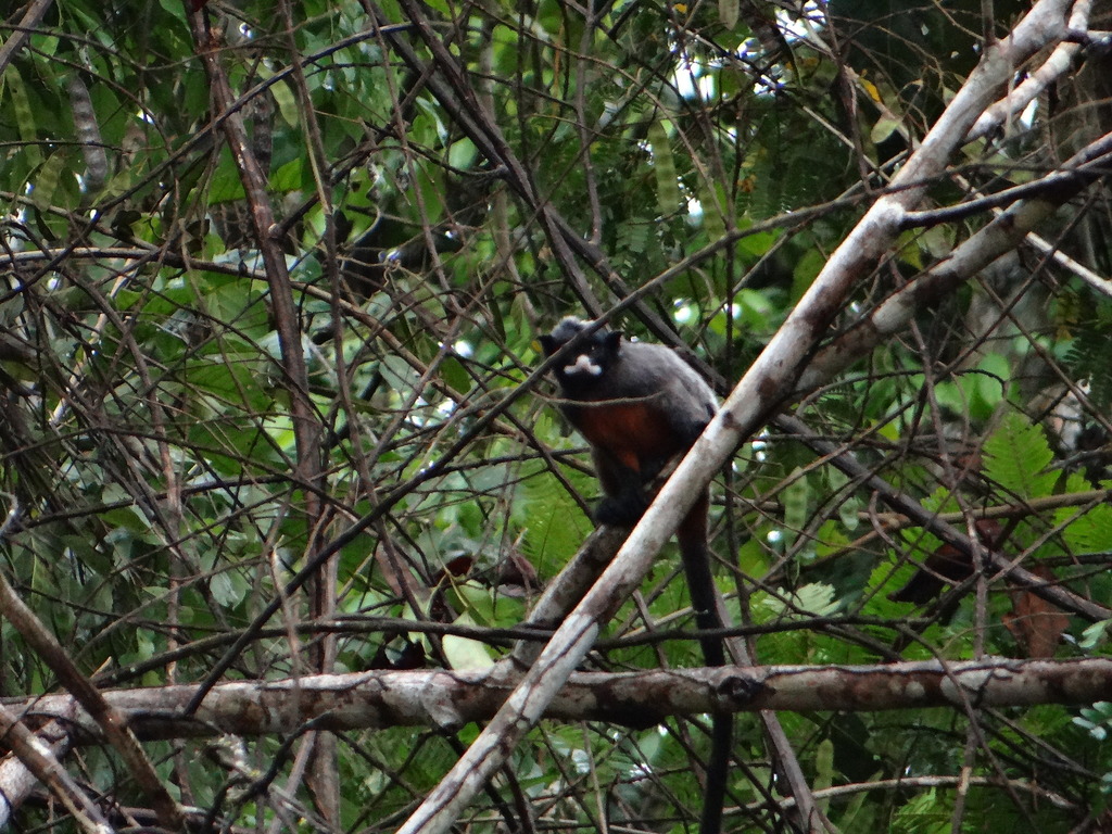 White-lipped Tamarin