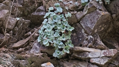Crassula cremnophila