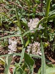 Allium brandegeei