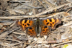 Polygonia c-album