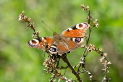 Aglais io