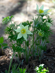Pulsatilla patens