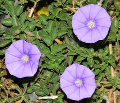 Convolvulus sabatius