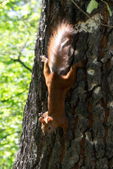 Sciurus vulgaris