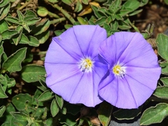 Convolvulus sabatius