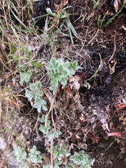 Potentilla divina