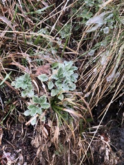Potentilla divina