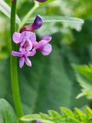 Vicia sepium