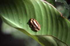 Afrixalus fornasini