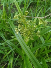 Scirpus sylvaticus