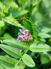 Vicia sepium