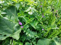 Vicia sepium