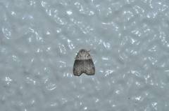 Stictane rectilinea chinesica