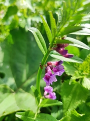 Vicia sepium
