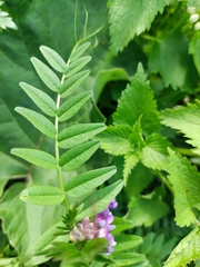Vicia sepium