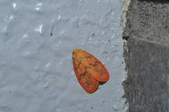 Stigmatophora rhodophila