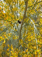 Coleoptera