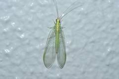 Chrysopa pallens-group