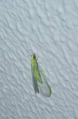 Chrysopa pallens-group