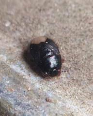 Microporus nigrita