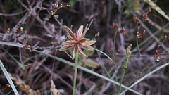 Cyperus rubicundus