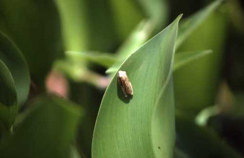 Hyperoliidae