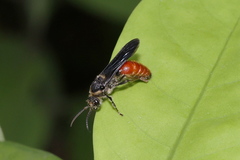 Mutillinae