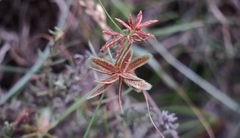 Cyperus rubicundus