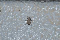 Scepticus griseus