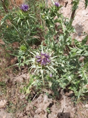 Silybum marianum