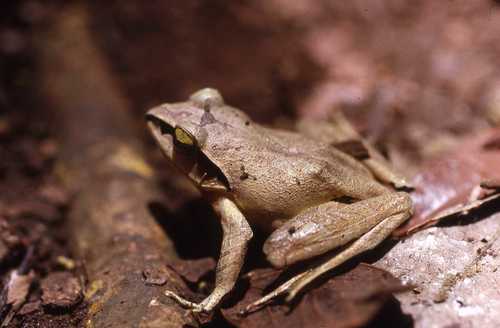 Aglyptodactylus madagascariensis