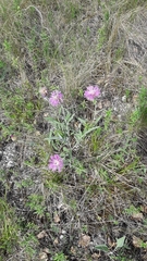 Psephellus sibiricus