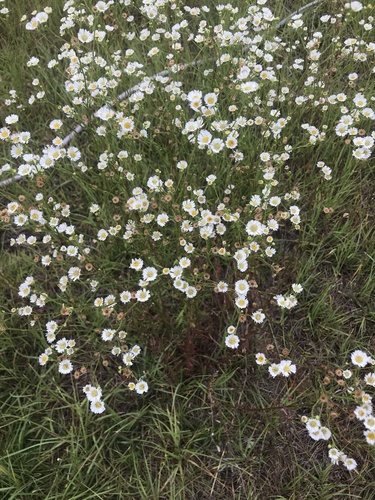 Erigeron strigosus image